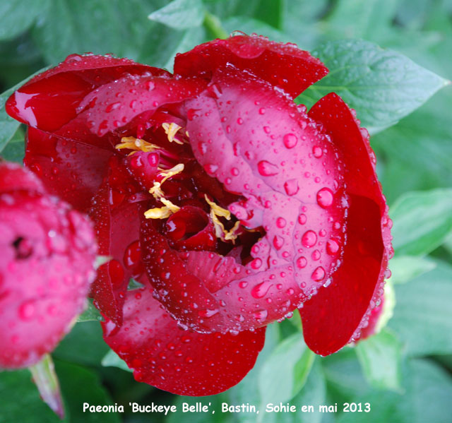 Paeonia 'Buckeye Belle'