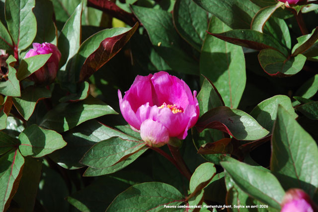 Paeonia cambessedesii