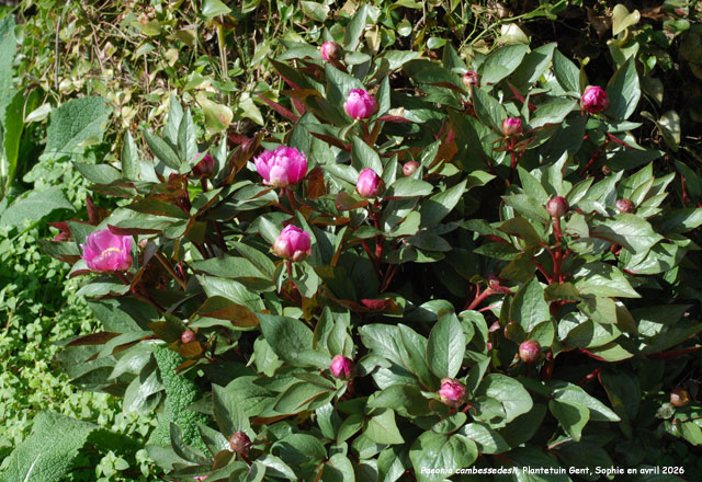Paeonia cambessedesii