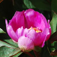 Paeonia cambessedesii