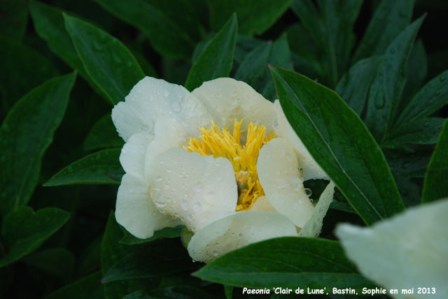 Paeonia 'Clair de Lune'