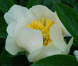 Narcissus 'Florijn Chic'