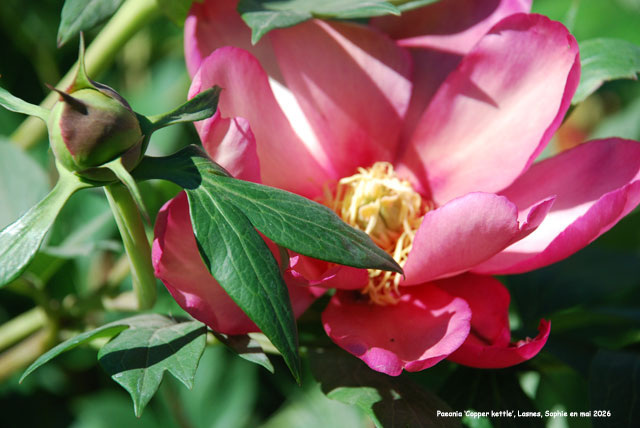 Paeonia 'Copper Kettle'