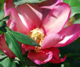 Paeonia 'Copper kettle