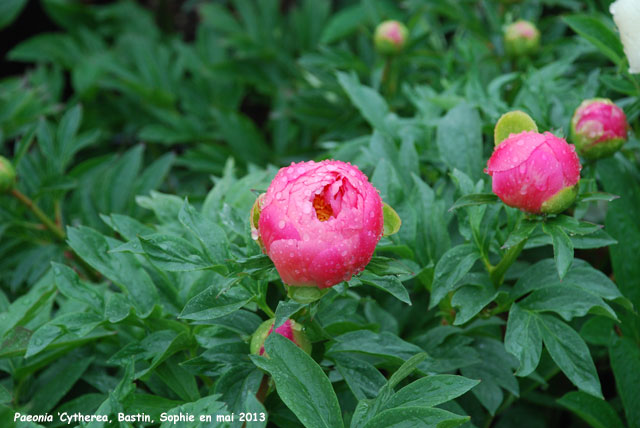 Paeonia 'Cytherea'