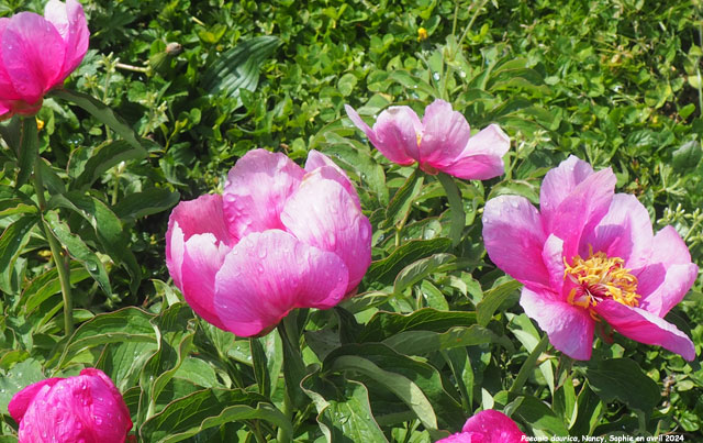 Paeonia daurica