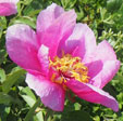 Paeonia daurica