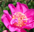 Paeonia lactiflora 'Henri Potin'