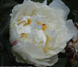 Paeonia lactiflora 'Marie Lemoine'