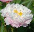 Paeonia lactiflora 'Mme Calot'