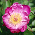 Paeonia lactiflora 'Sword Dance'