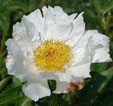 Paeonia lactiflora 'White Wings'