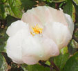 Paeonia 'Le Printemps'