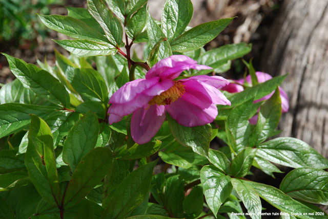 Paeonia mlokosewitschii