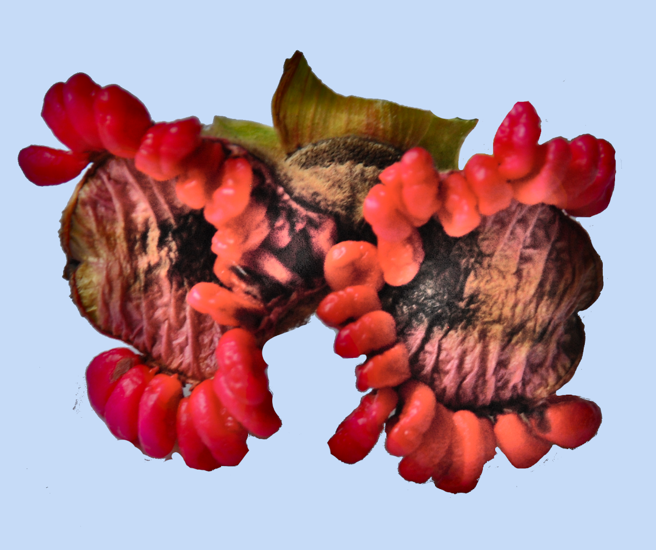 Paeonia daurica ssp. mlokosewitchii