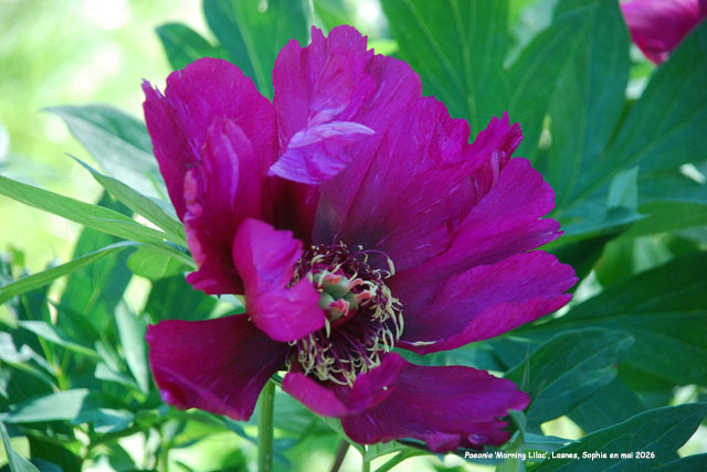 Paeonia 'Morning Lilac'