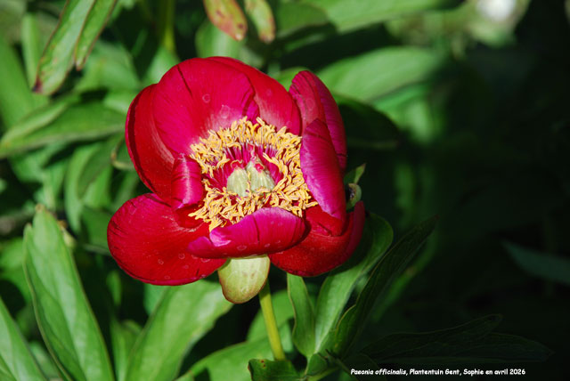 Paeonia officnalis'