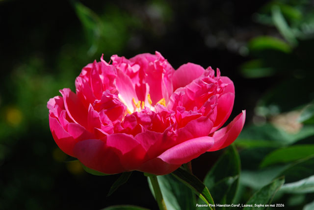 Paeonia 'Pink Hawaiian Coral'