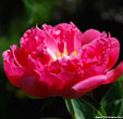 Paeonia 'Pink Hawaiian Coral'