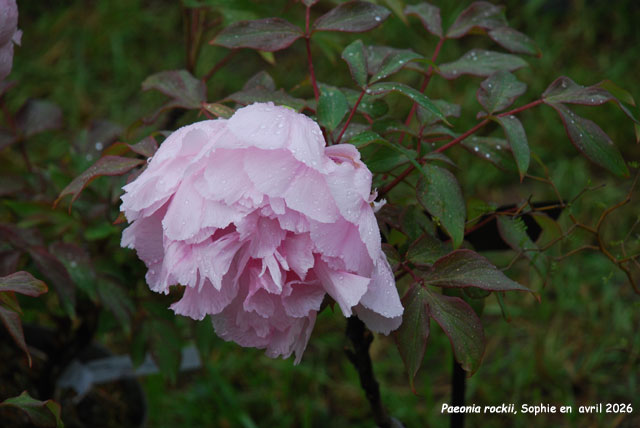 Paeonia rockii