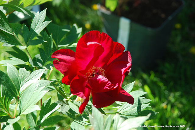 Paeonia 'Scarlet Heaven'