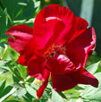 Paeonia 'Scarlet Heaven'