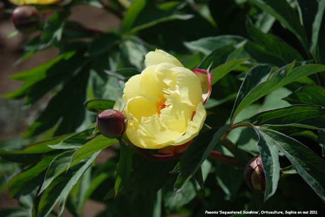 Paeonia 'Morning Lilac'