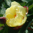 Paeonia 'Sequestered Sunshine'