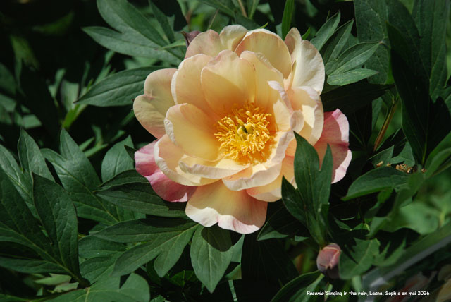 Paeonia 'Morning Lilac'