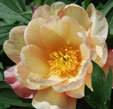 Paeonia 'Singing in the rain'