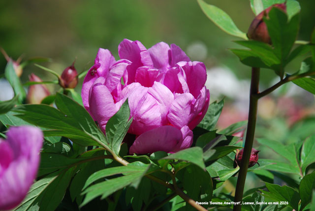 Paeonia 'Sonoma Amethyst'