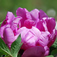 Paeonia 'Sonoma Amethyst'