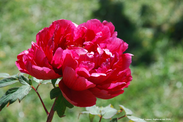 Paeonia 'Taiyo'