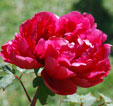 Paeonia suffruticosa 'Taiyo'