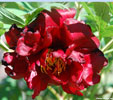 Paeonia 'Vesuvian'