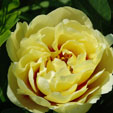 Paeonia 'Yellow Dream'