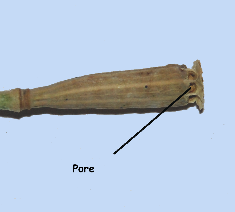 Papave rupifragum