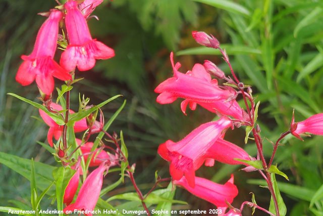 Penstemon 'Andenken an Friedriech Hahn'