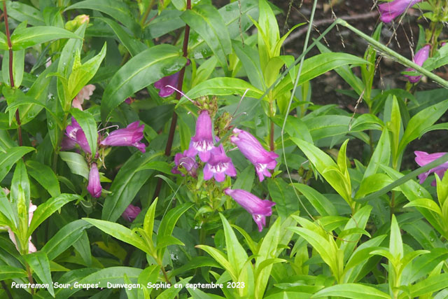 Penstemon 'Sour Grapes'