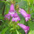 Penstemon 'Sour Grapes'Penstemon 'Sour Grapes'