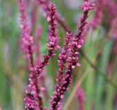 persicaria amplexicaulis 'September Spires'