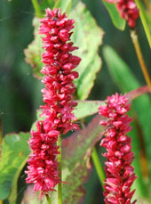 Persicaria amplexicaulis 'J.S. Delgado Macho'