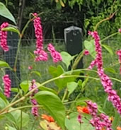 Persicaria orientale