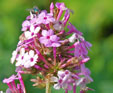 Phlox paniculata 'Jeana'