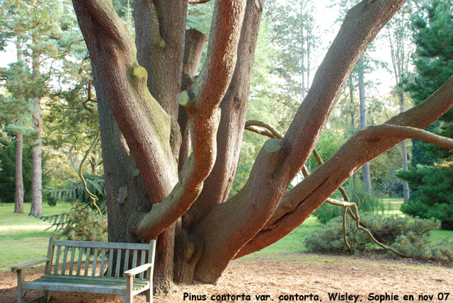Pinus contorta var. contorta