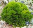 Pinus heldreichii 'Smidtii'