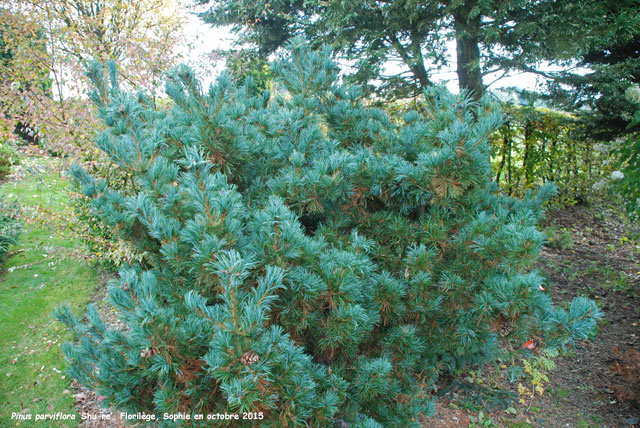 Pinus parviflora 'Shu-re'