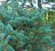 Pinus parviflora 'Shu-re'
