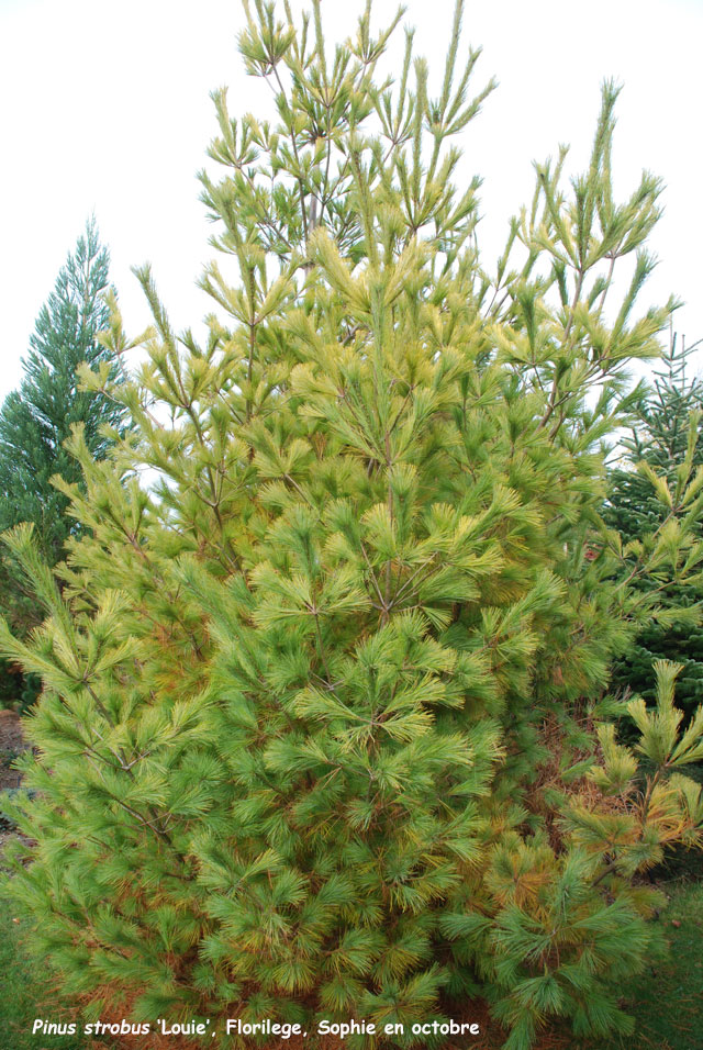 Pinus strobus 'Louie'