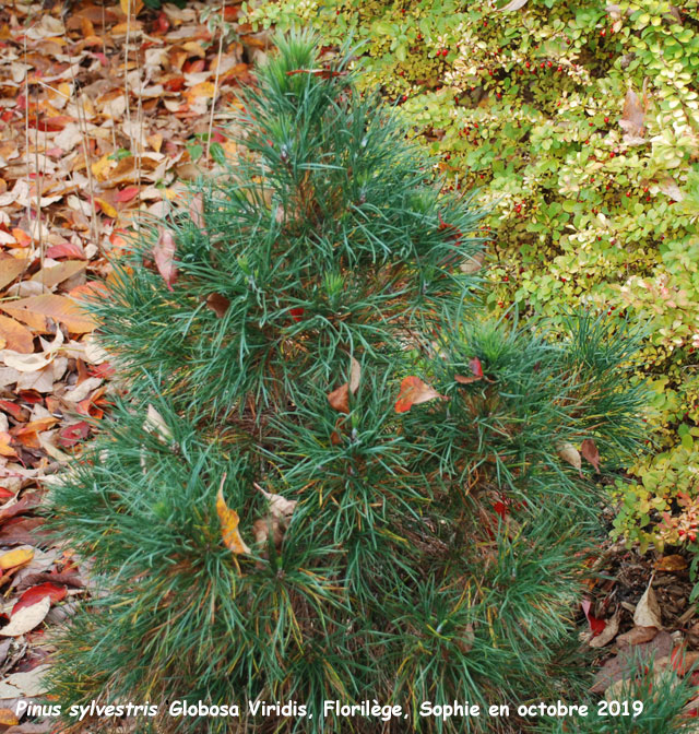 Pinus sylvestris 'Globosa Viridis''